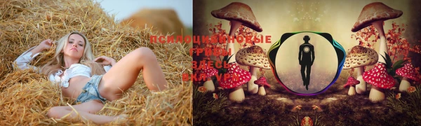 ПСИЛОЦИБИНОВЫЕ ГРИБЫ Абаза